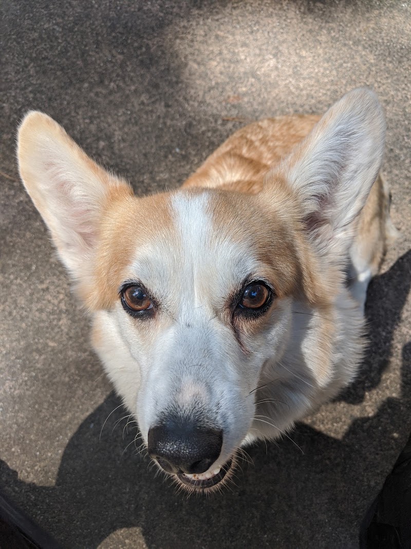 San Rafael Animal Hospital