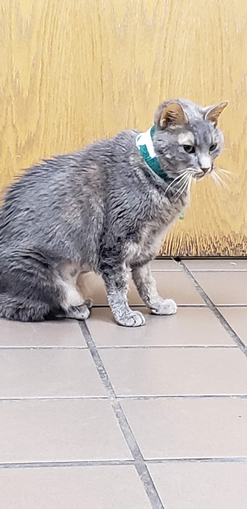 Belcaro Animal Hospital