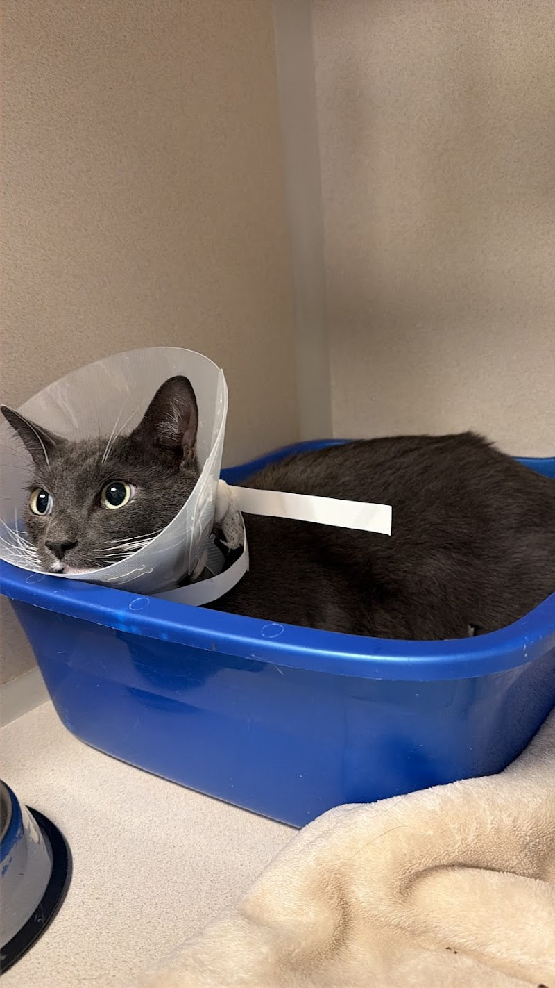 BluePearl Pet Hospital
