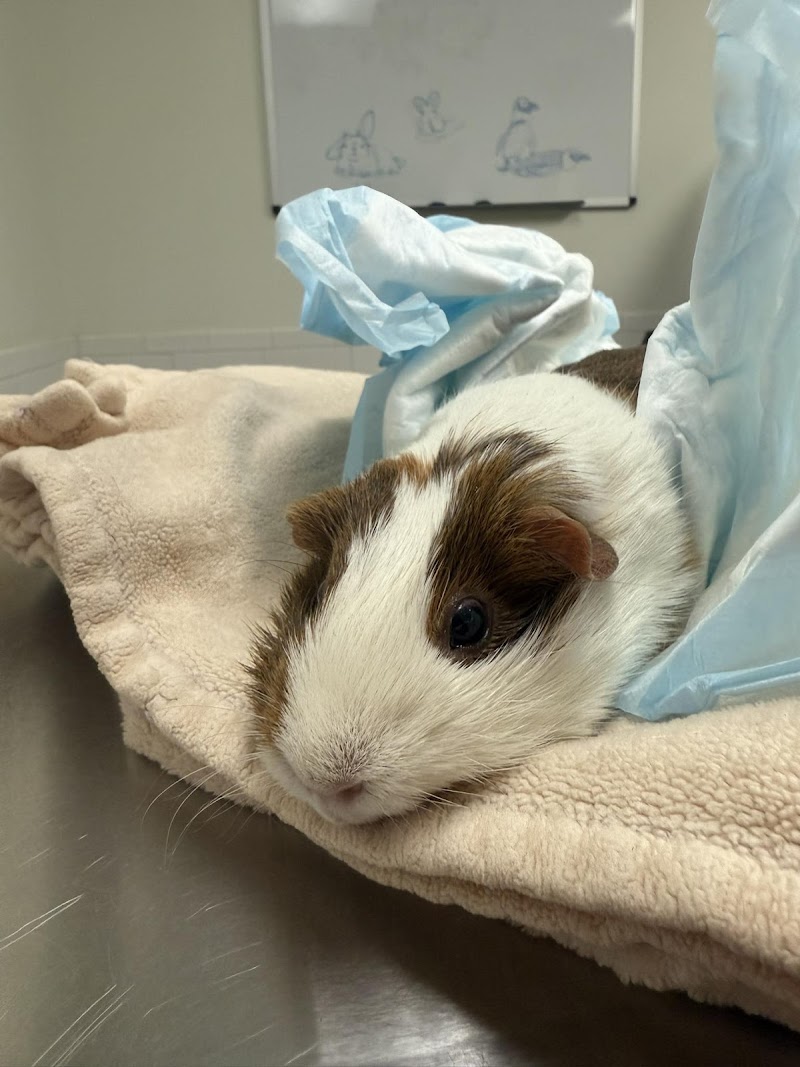 Foster Hospital for Small Animals