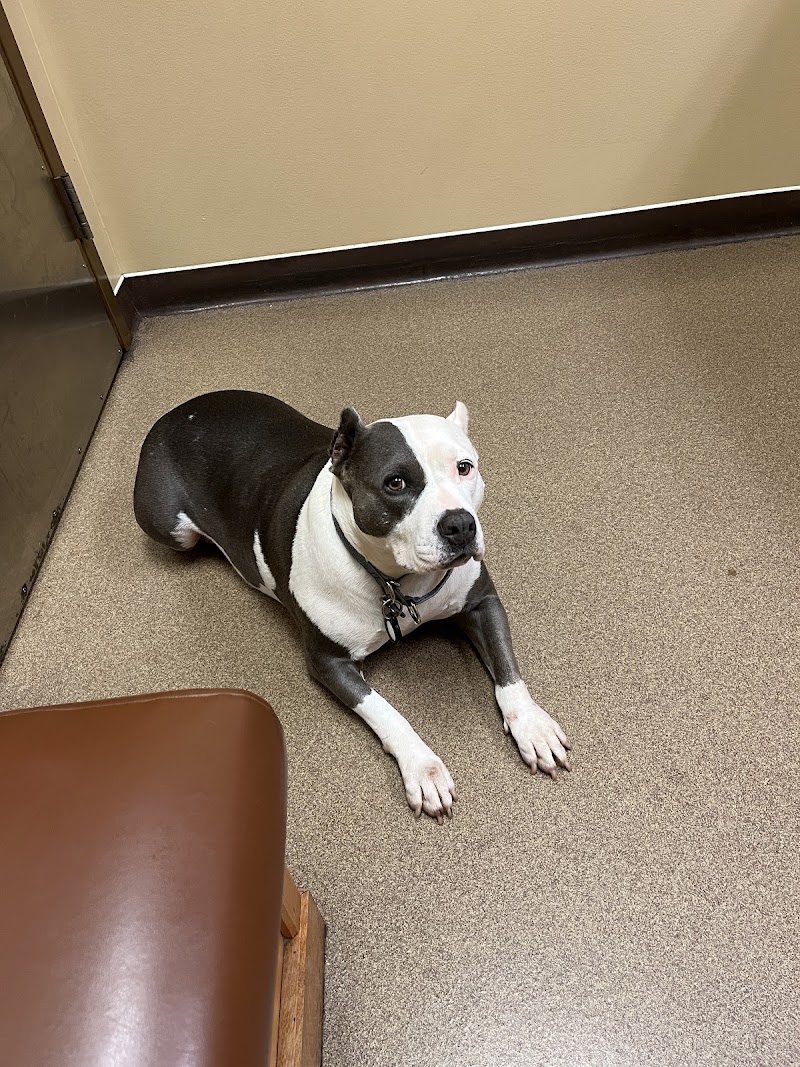 Crossroads Animal Hospital