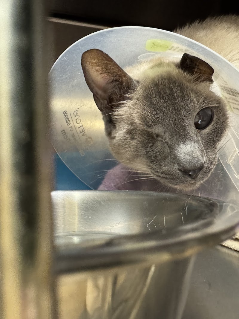 Crossroads Animal Hospital