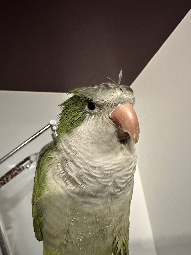 Midwest Bird and Exotic Animal Hospital