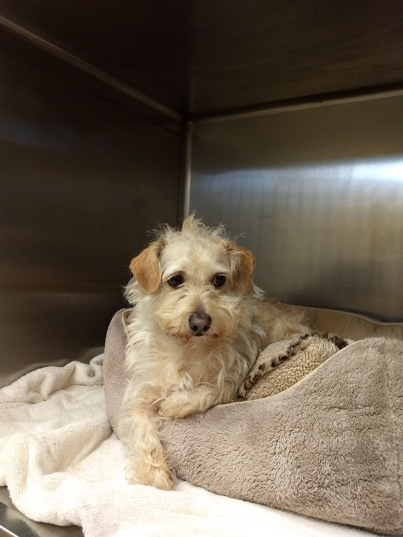 Redondo Shores Veterinary Center