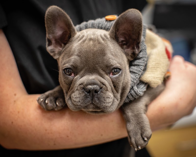 1st Pet Veterinary Centers - Chandler