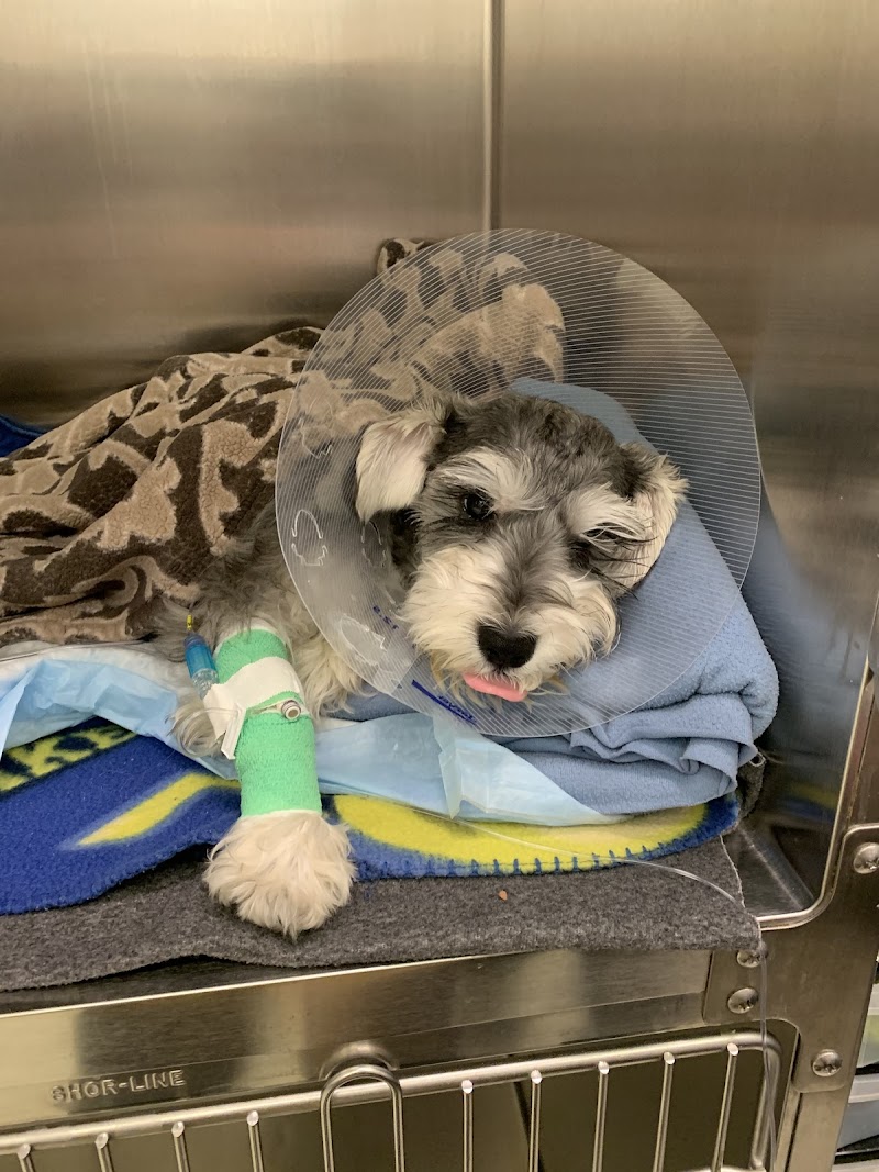 BluePearl Pet Hospital Kirkland