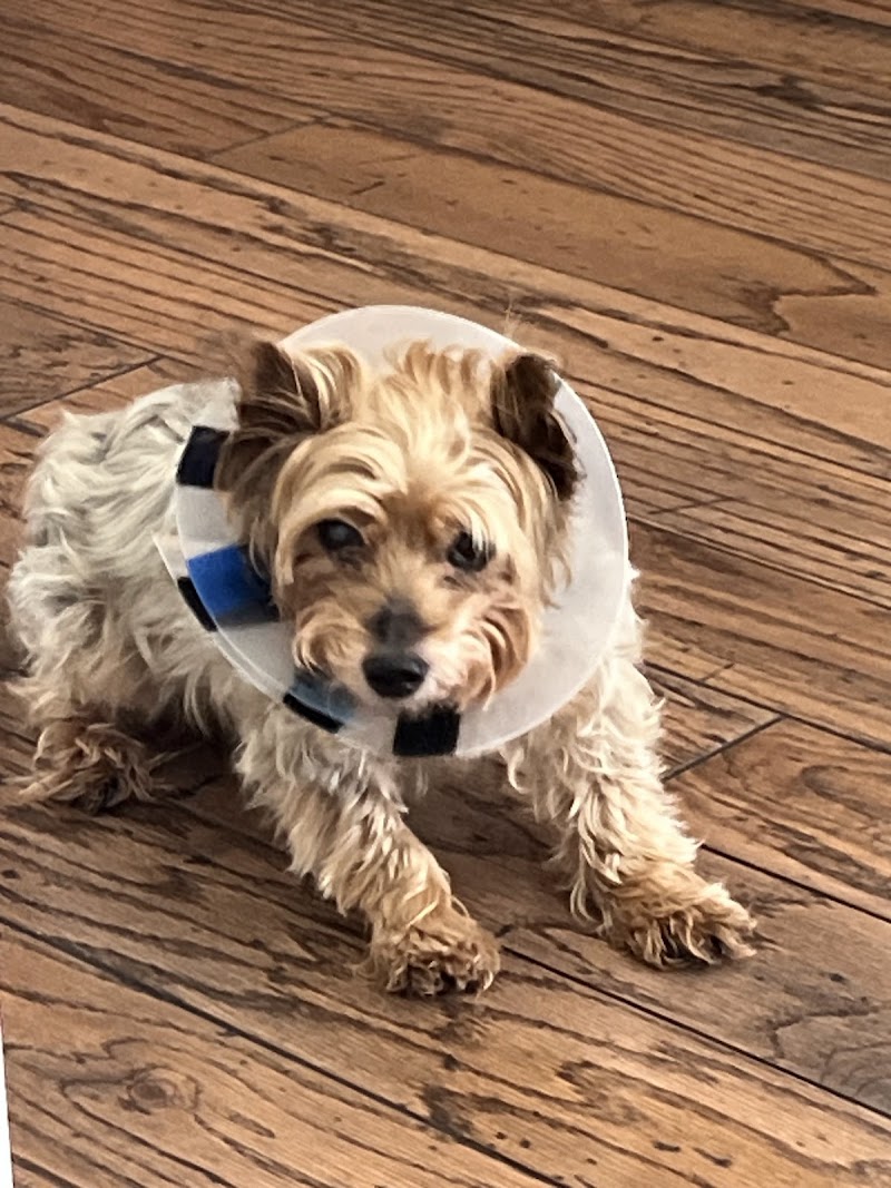 Deerfield Animal Hospital