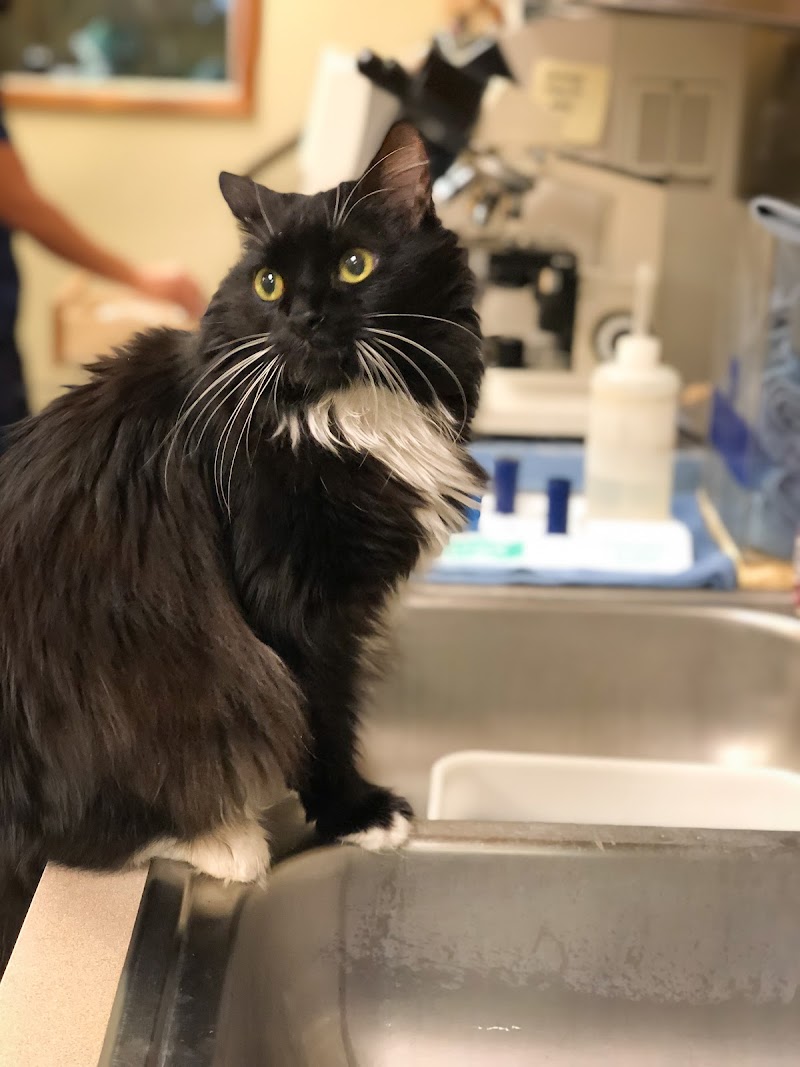 Deerfield Animal Hospital