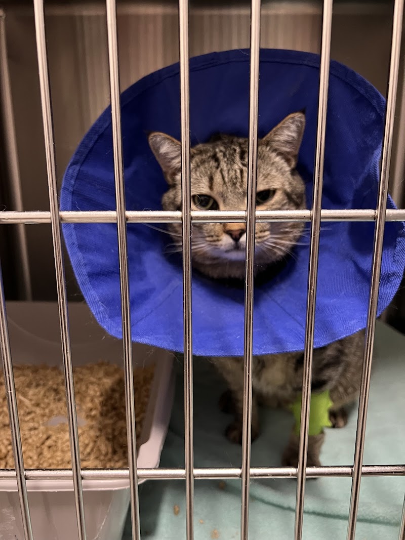 Veterinary Emergency Group