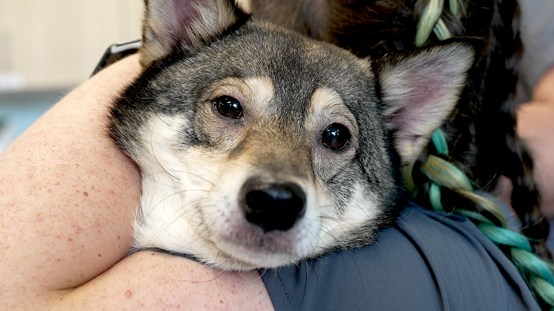 Veterinary Urgent Care Center - Saugus