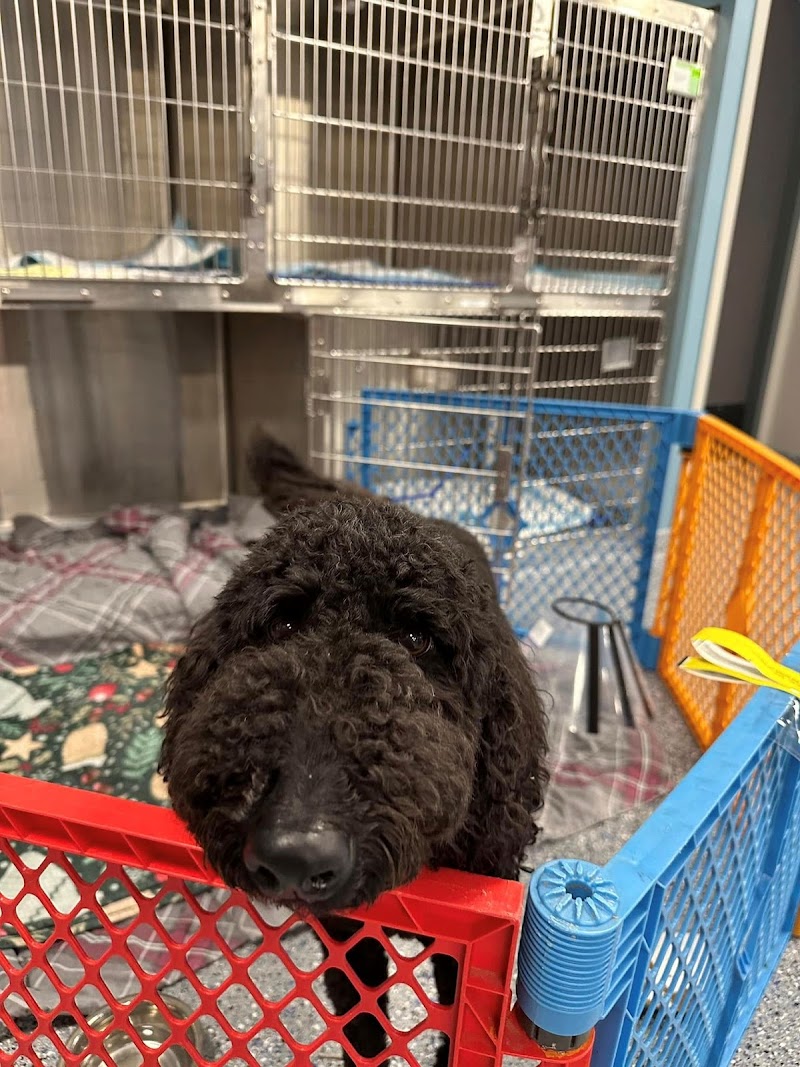 North Dallas Veterinary Emergency & Specialty Hospital