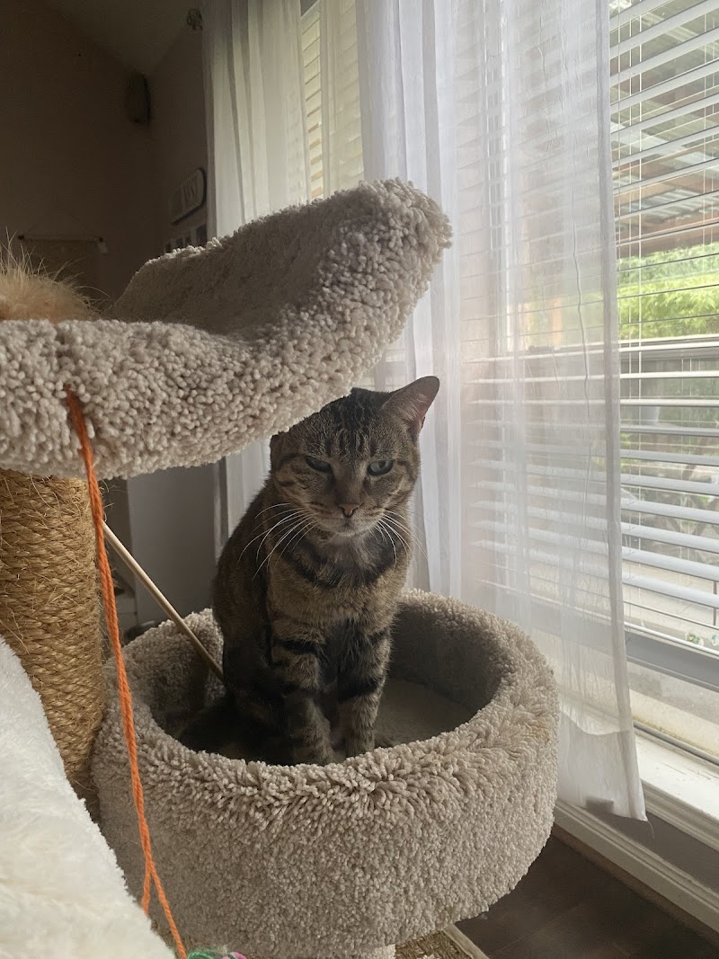 Houston Cat Hospital