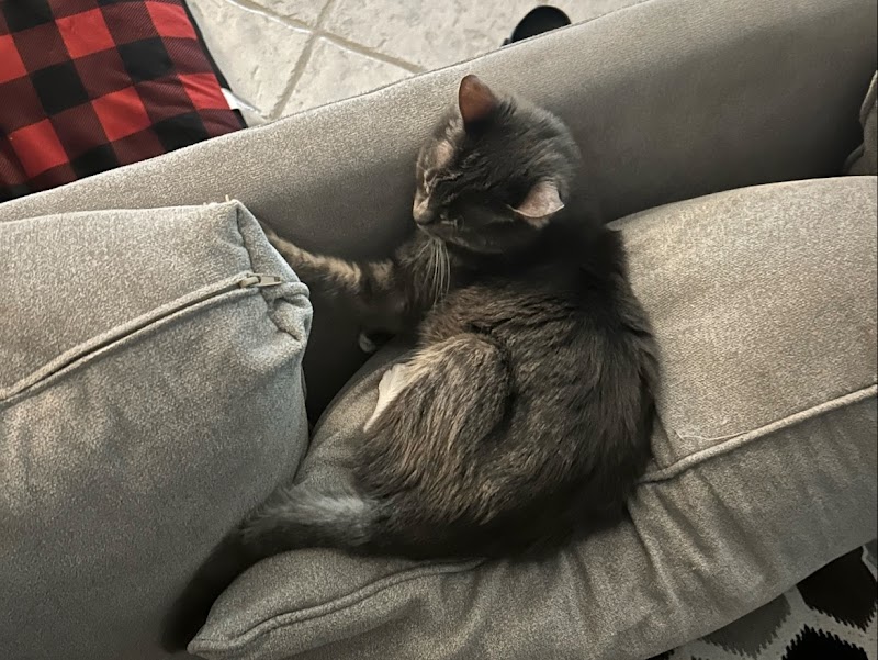 Houston Cat Hospital