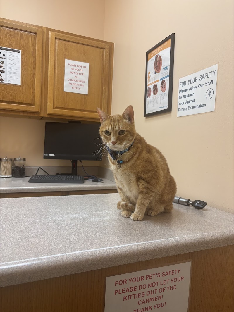 Houston Cat Hospital