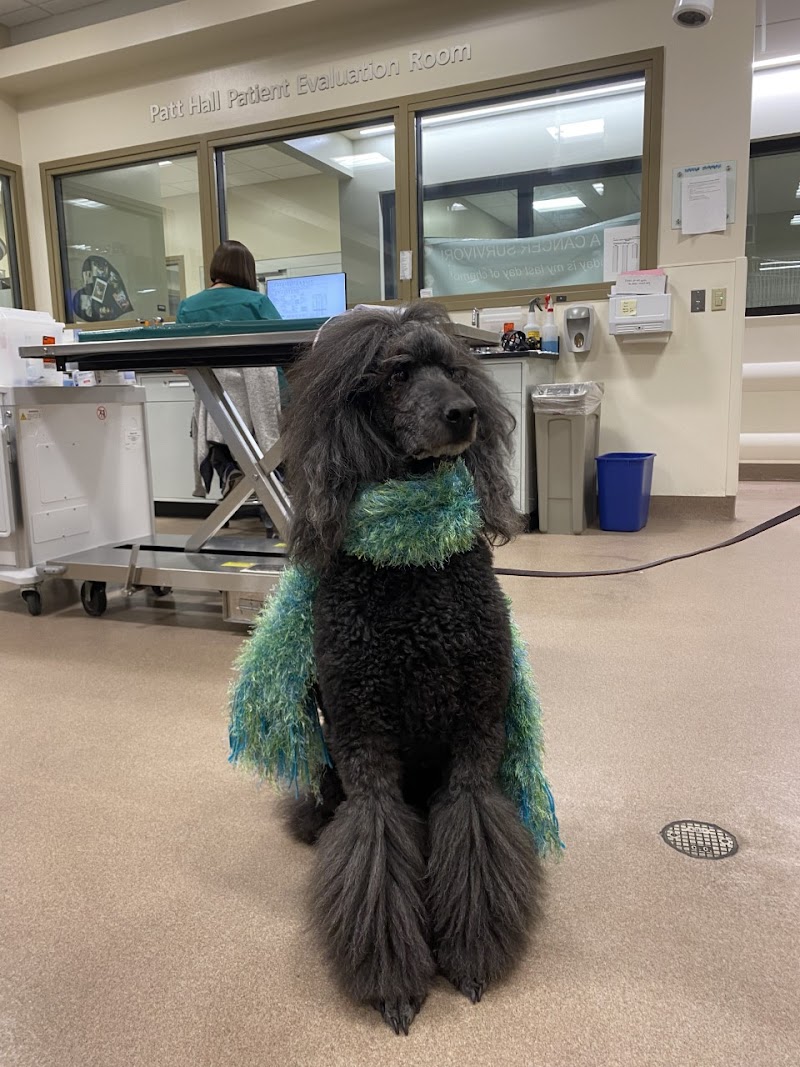 CSU Flint Animal Cancer Center