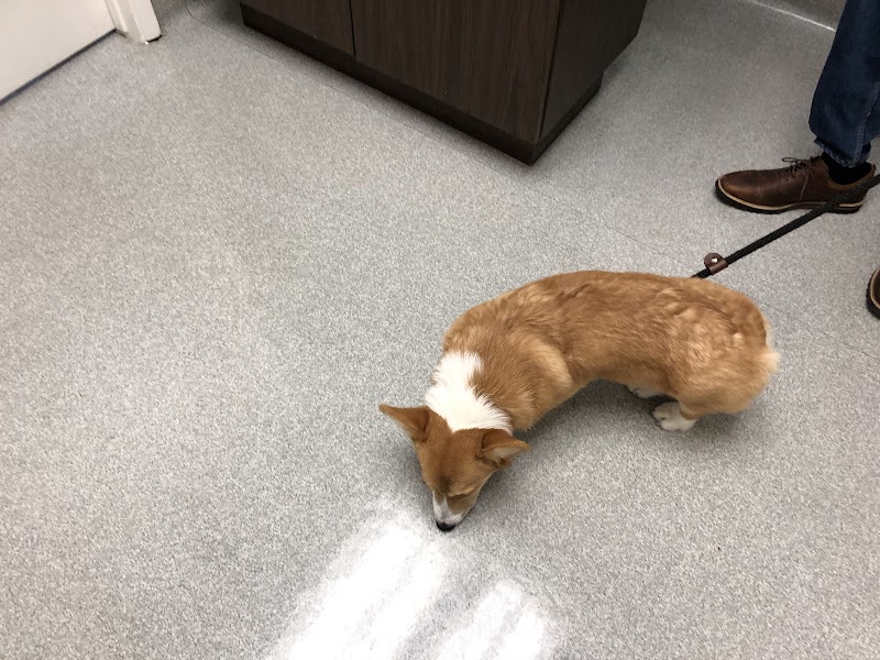 Masson Veterinary Hospital - San Bruno