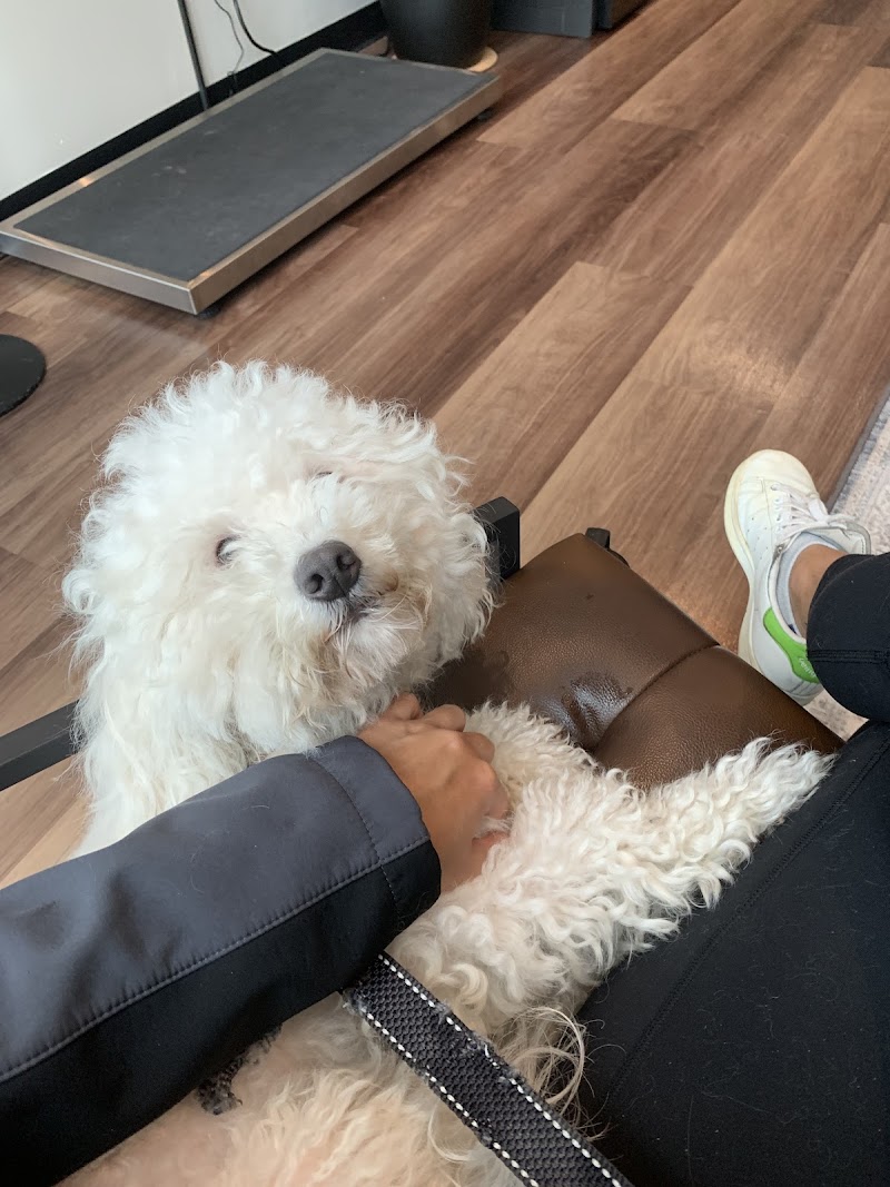 Remedy Veterinary Specialists