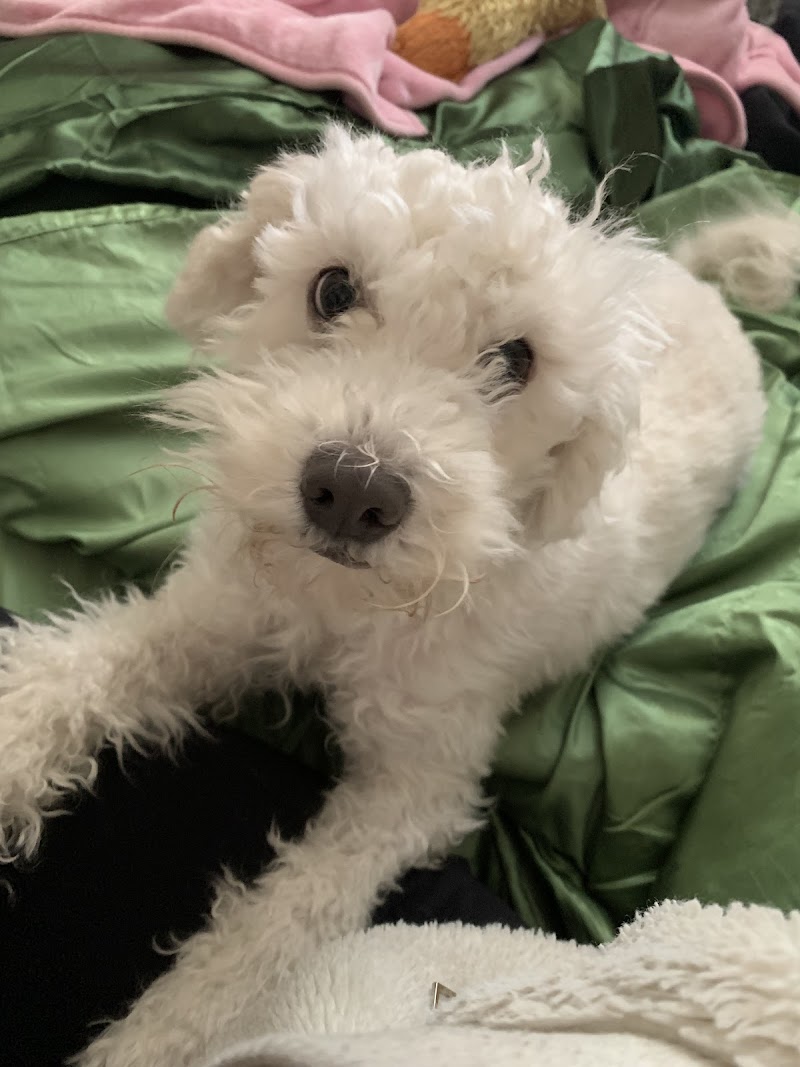 Remedy Veterinary Specialists