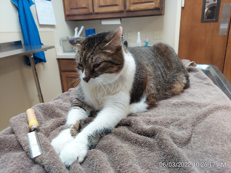 Pet Doctor