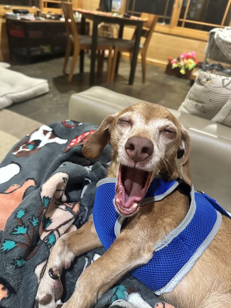 The Animal Neurology Center