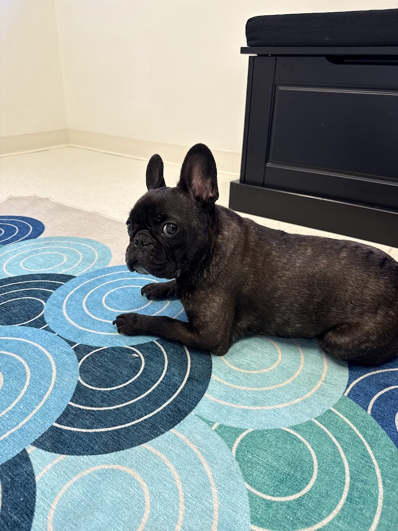 The Animal Neurology Center