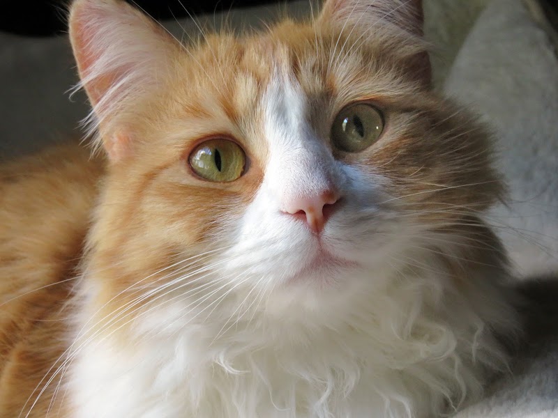 Evergreen Animal Care Center