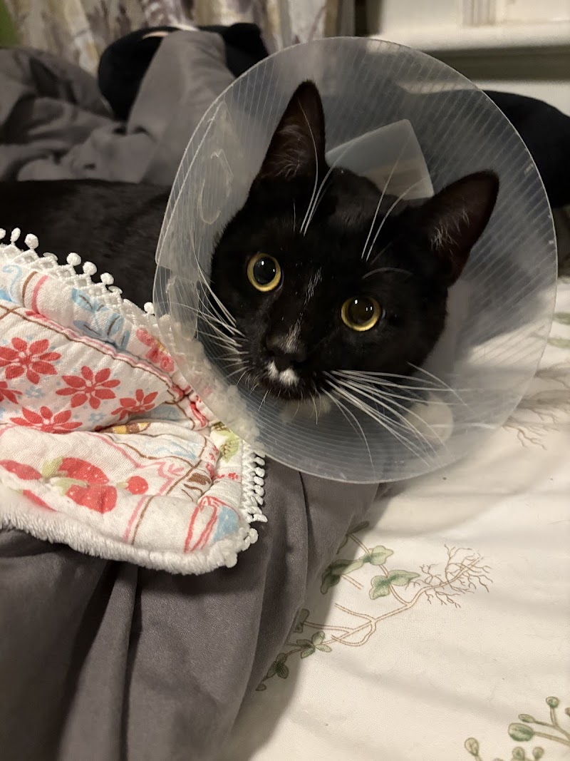 Oradell Animal Hospital - Paramus