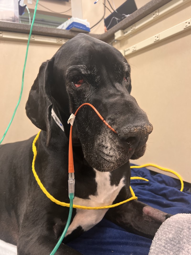 Oradell Animal Hospital - Paramus