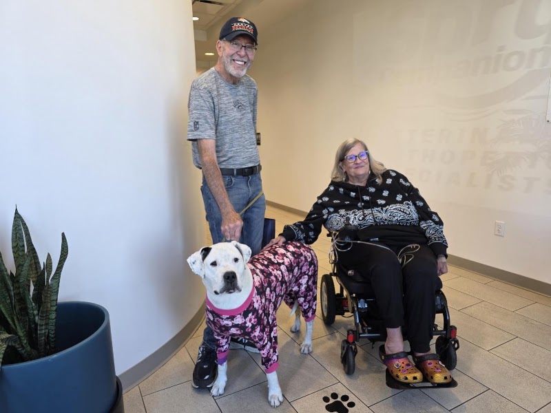 Spry Companions: Veterinary Orthopedic Specialists