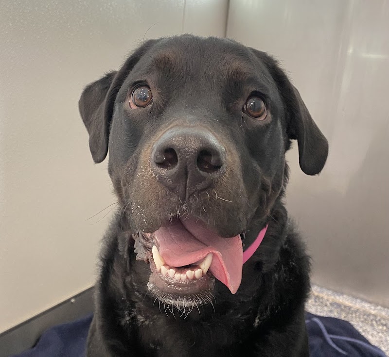 Spry Companions: Veterinary Orthopedic Specialists