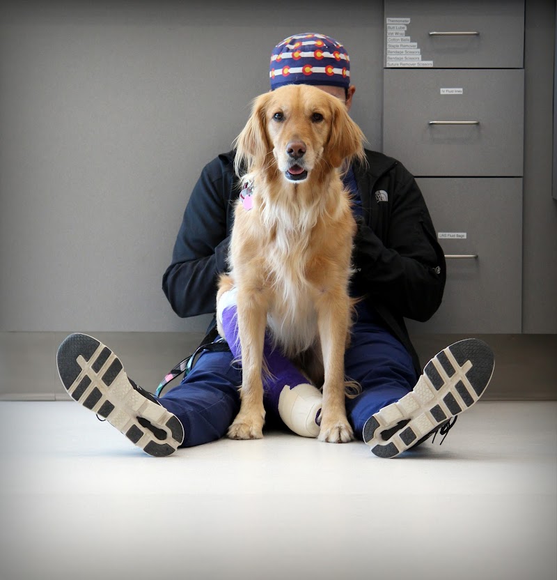 Spry Companions: Veterinary Orthopedic Specialists