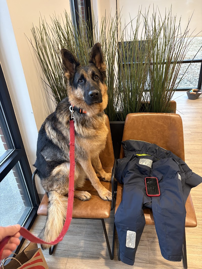 Spry Companions: Veterinary Orthopedic Specialists