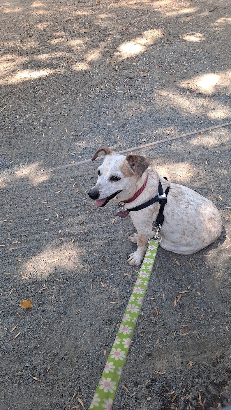Metropolitan Animal Specialty Hospital Outpatient