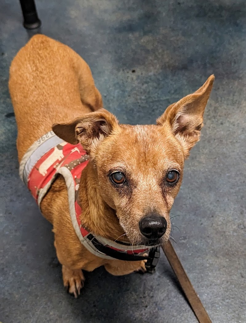 Metropolitan Animal Specialty Hospital Outpatient