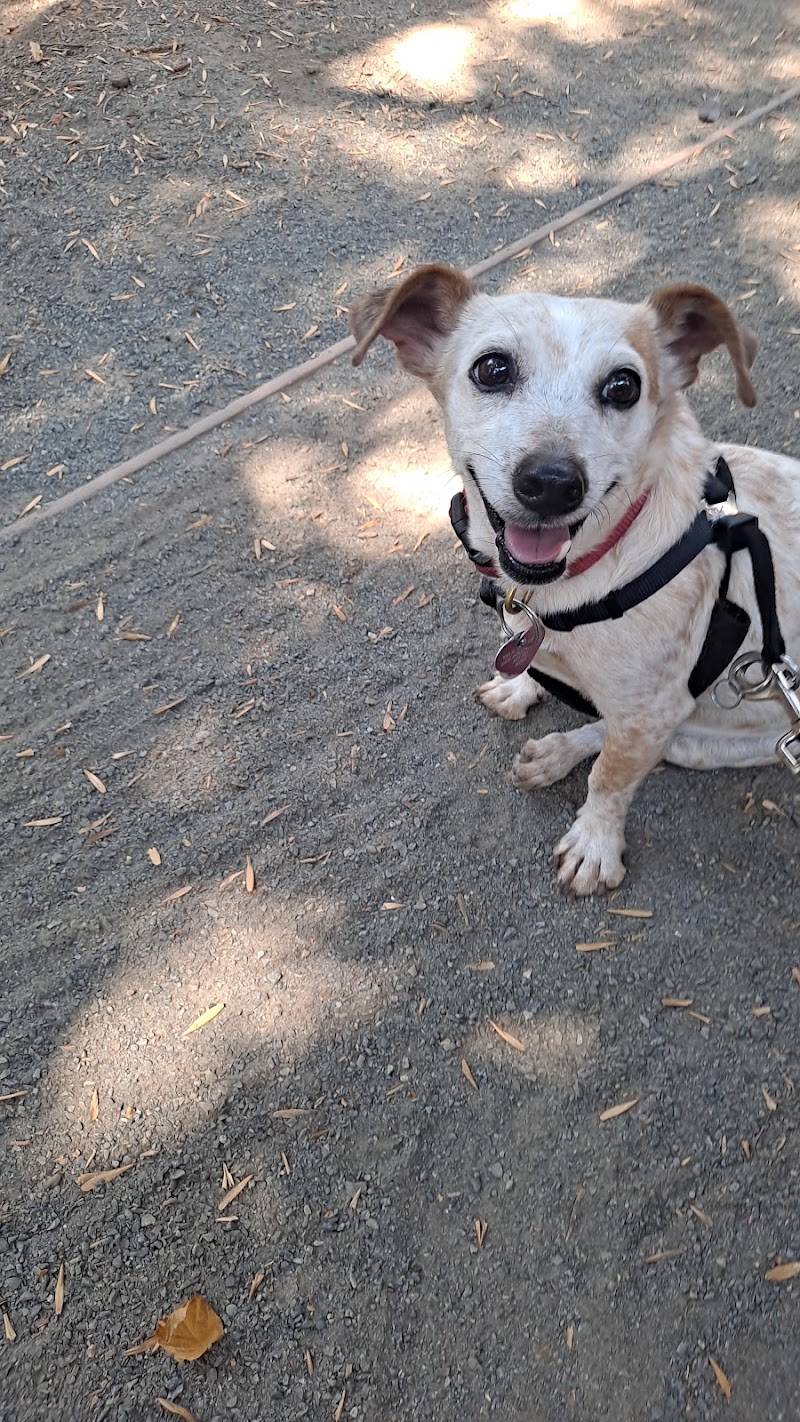 Metropolitan Animal Specialty Hospital Outpatient