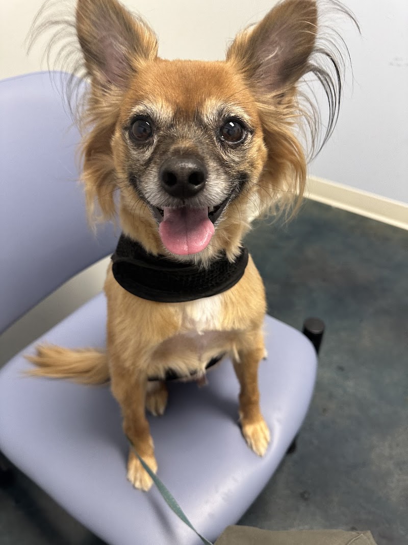 Metropolitan Animal Specialty Hospital Outpatient
