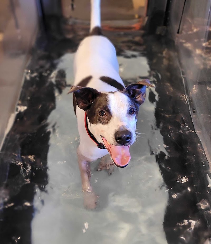 Holistic Veterinary Care