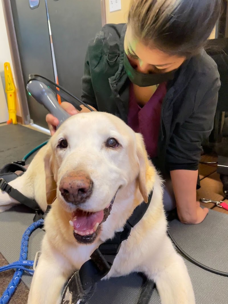 Holistic Veterinary Care
