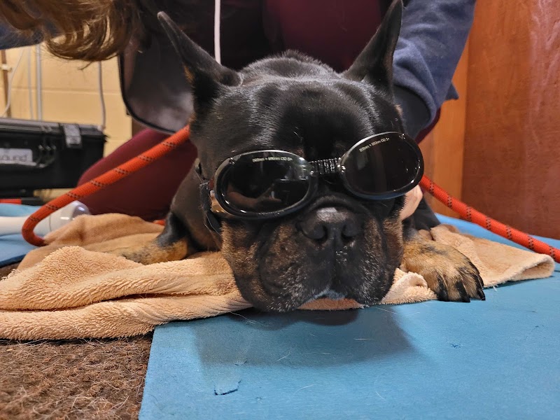 Holistic Veterinary Care