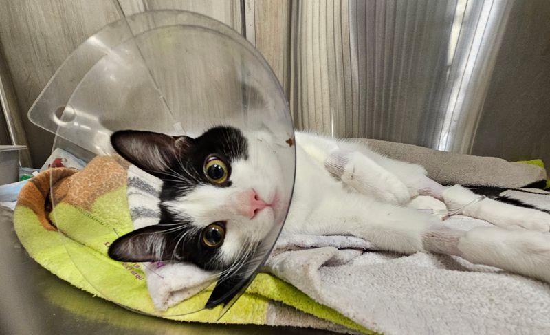BluePearl Pet Hospital