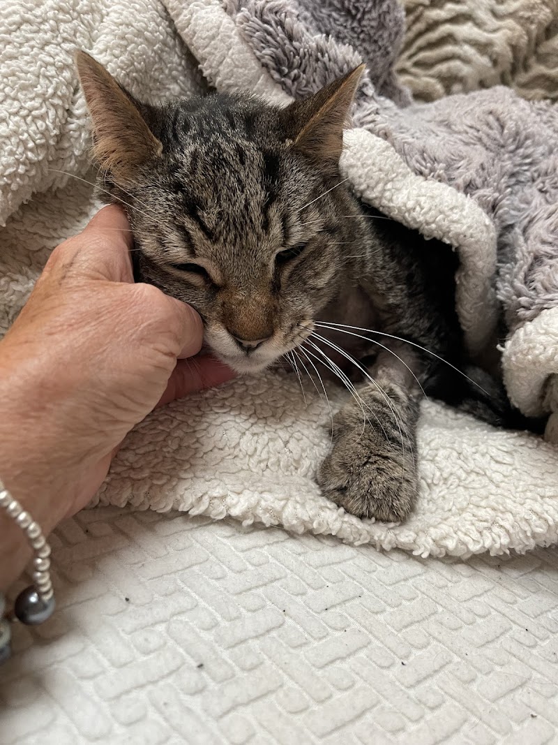 The Cat Hospital