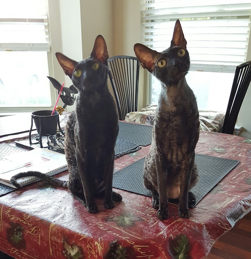 The Cat Hospital