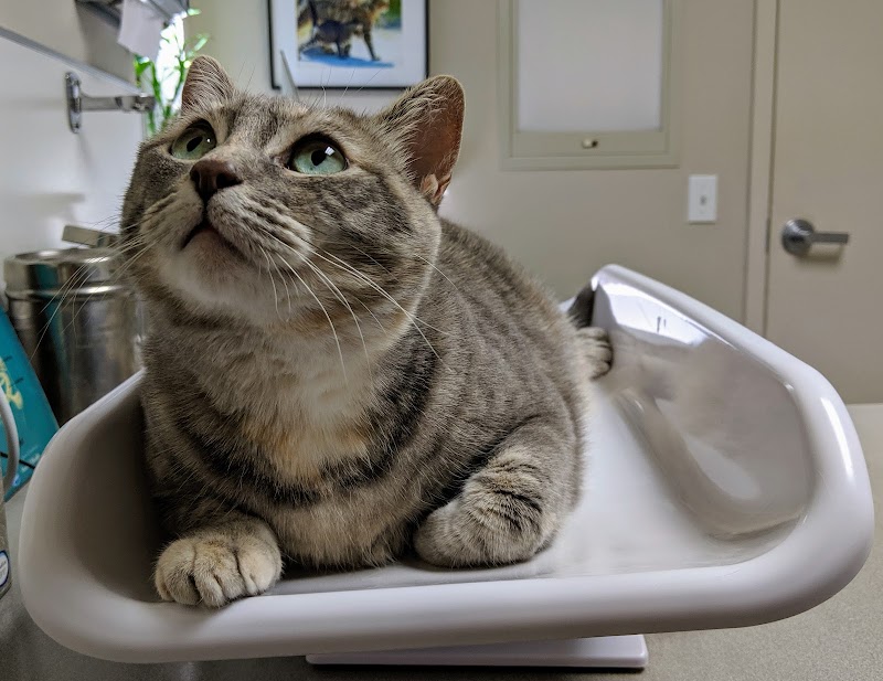 The Cat Hospital