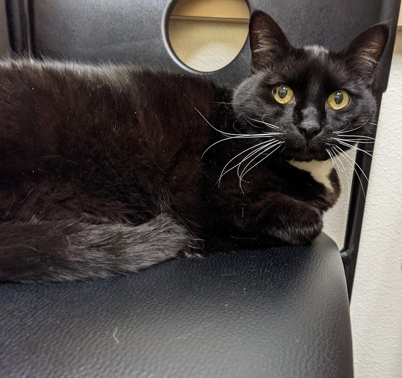 VCA Northwest Veterinary Specialists