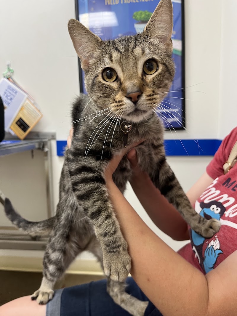 Pet Central Animal Hospital