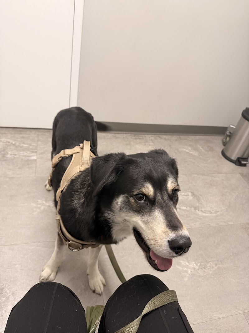 Advanced Veterinary Care of Greenwood Village