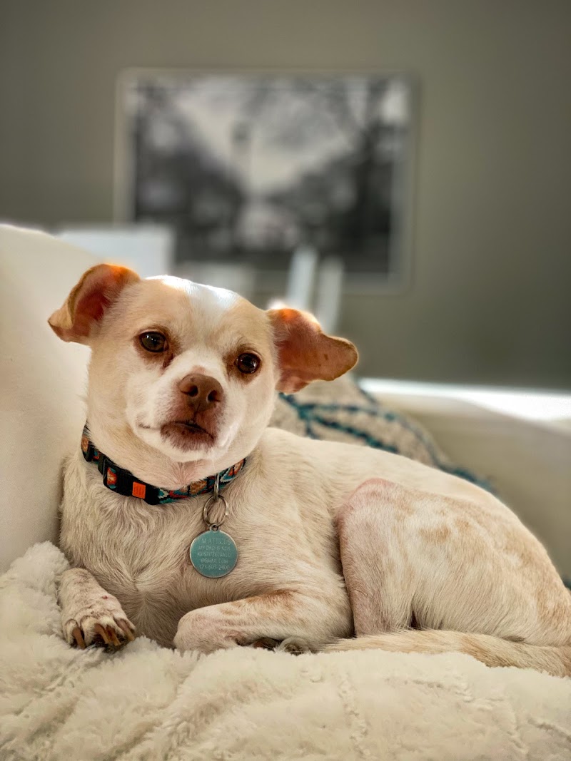 Laurel Pet Hospital