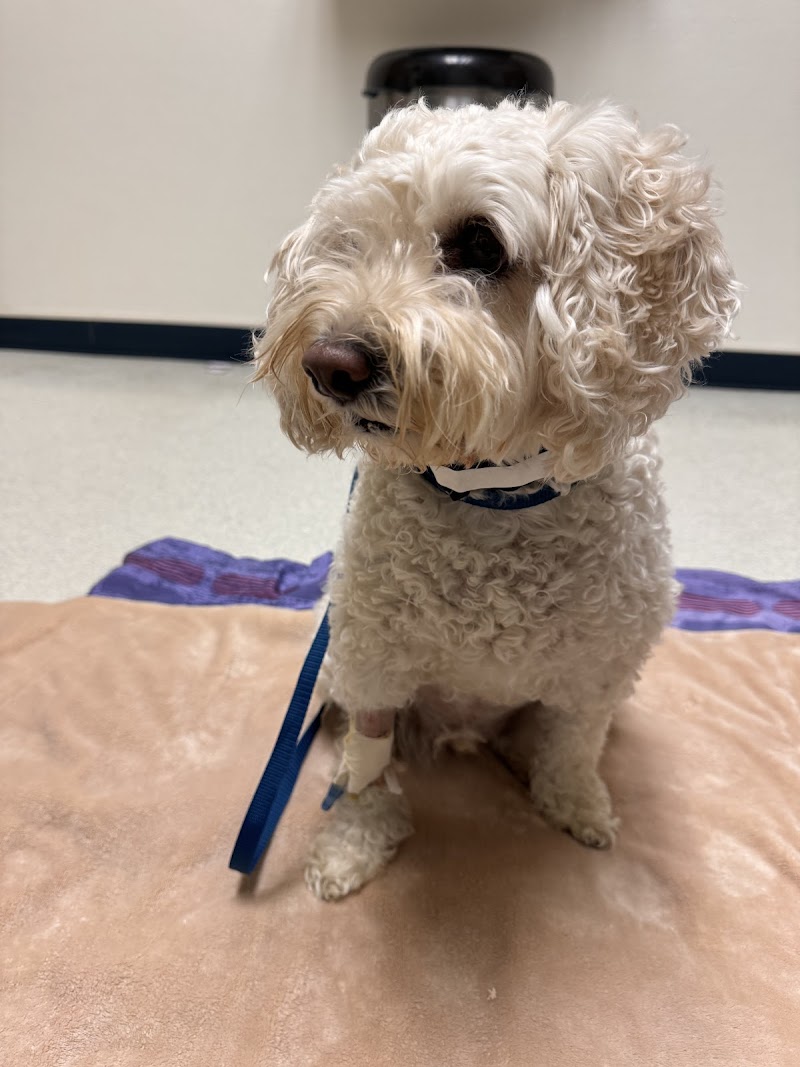 Valley Central Veterinary Referral and Emergency Center