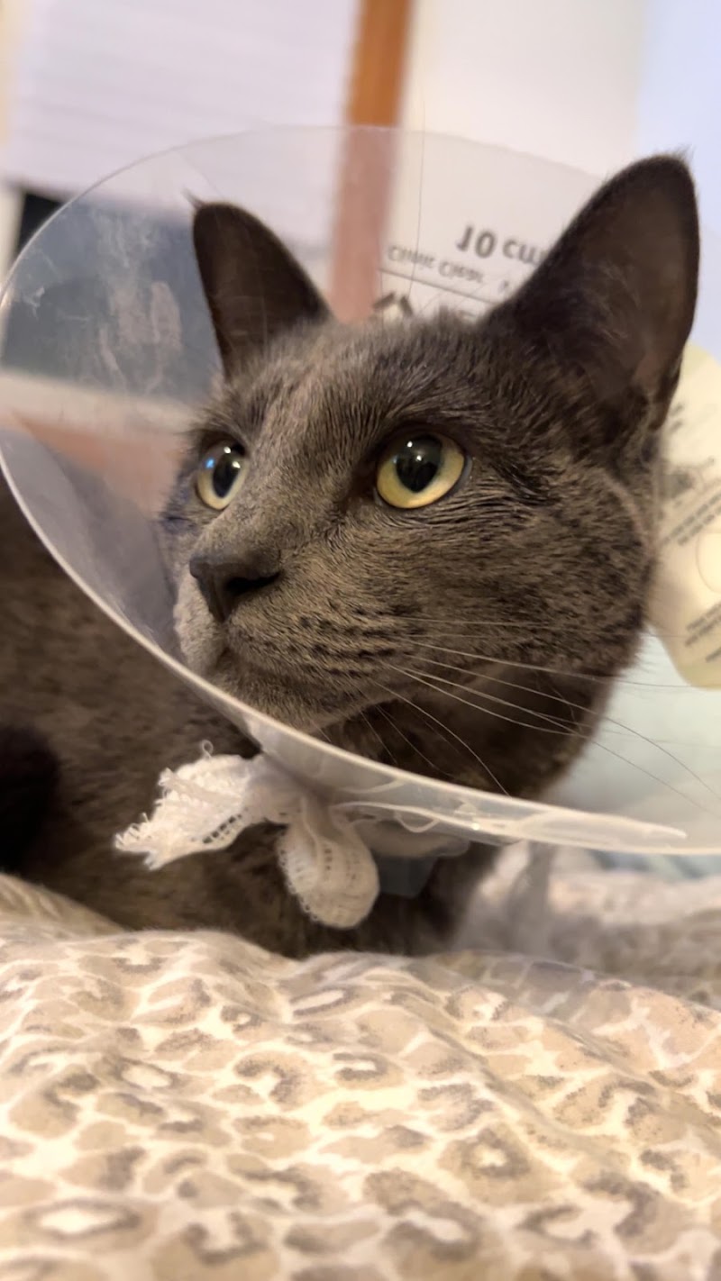 Premier Veterinary Group - Orland Park