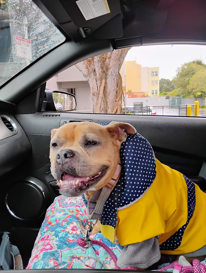 The Castro Animal Hospital